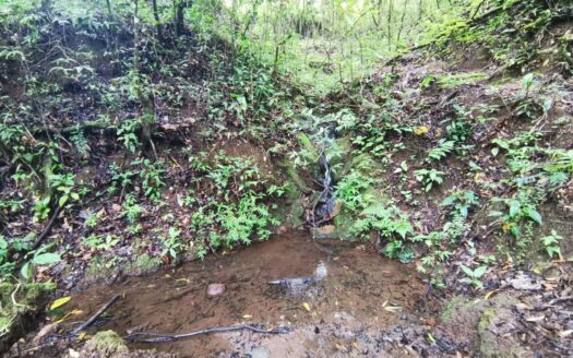 Finca El Monte for sale, Cirri, Naranjo –