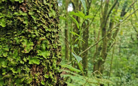 Finca El Monte for sale, Cirri, Naranjo –