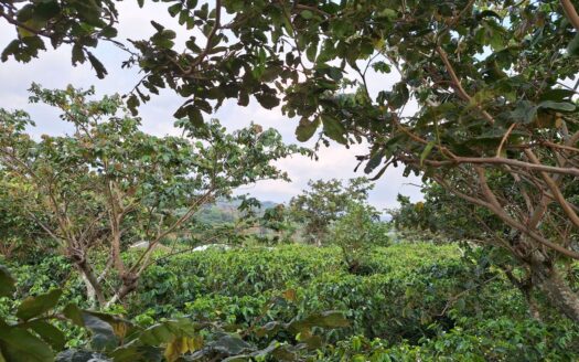 Beatiful land for sale Calle Rodriguez, Grecia –