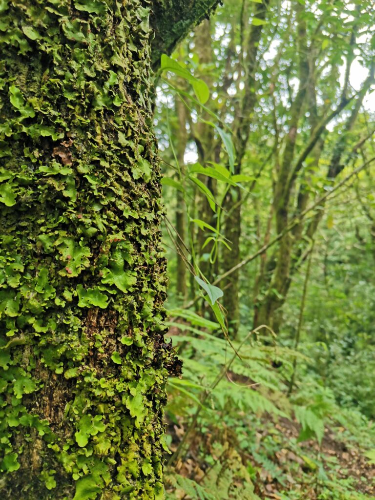 Farm for Sale in Cirrí de Naranjo – “Finca El Monte”, 13.25 Hectares with Waterfalls and Cypress Forest