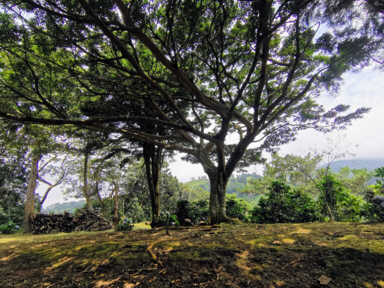 Property for Sale in Sarchí Norte.
