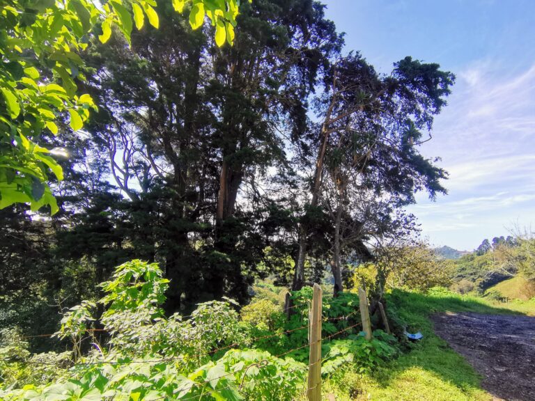 Land for Sale in Zarcero