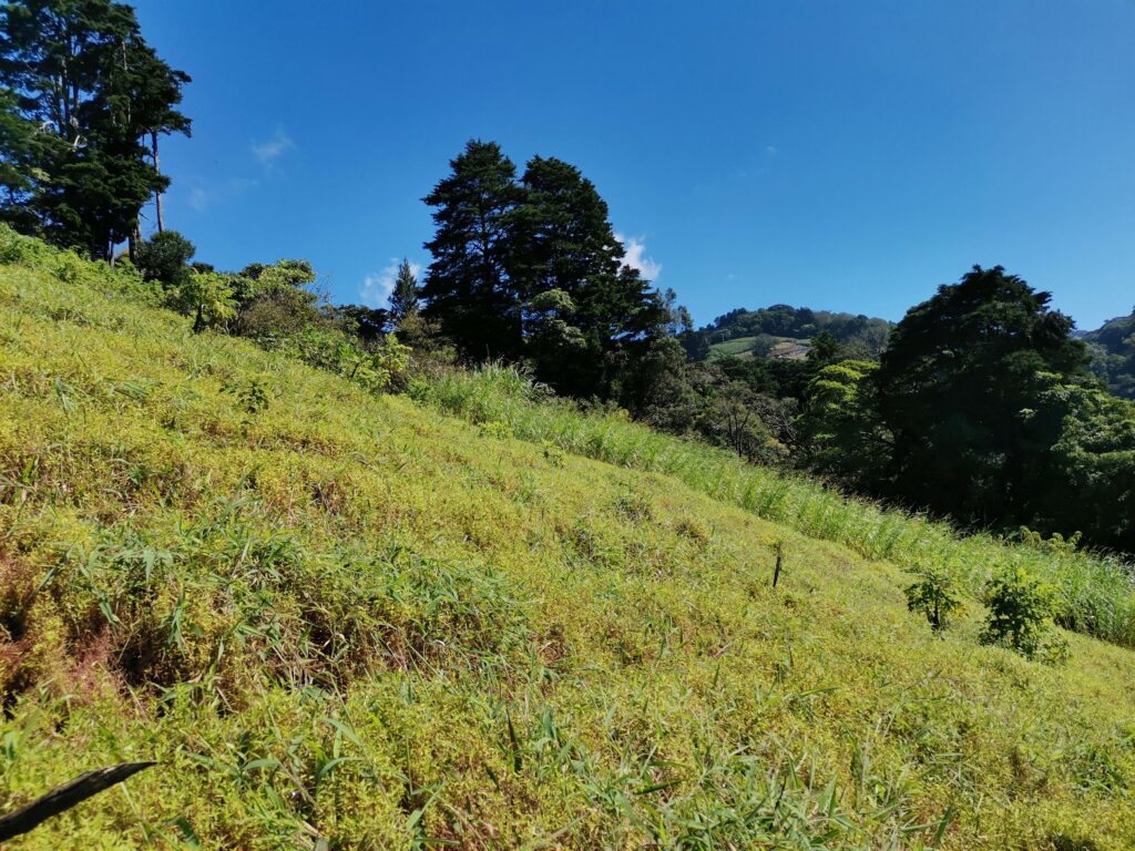 Land for Sale in Zarcero