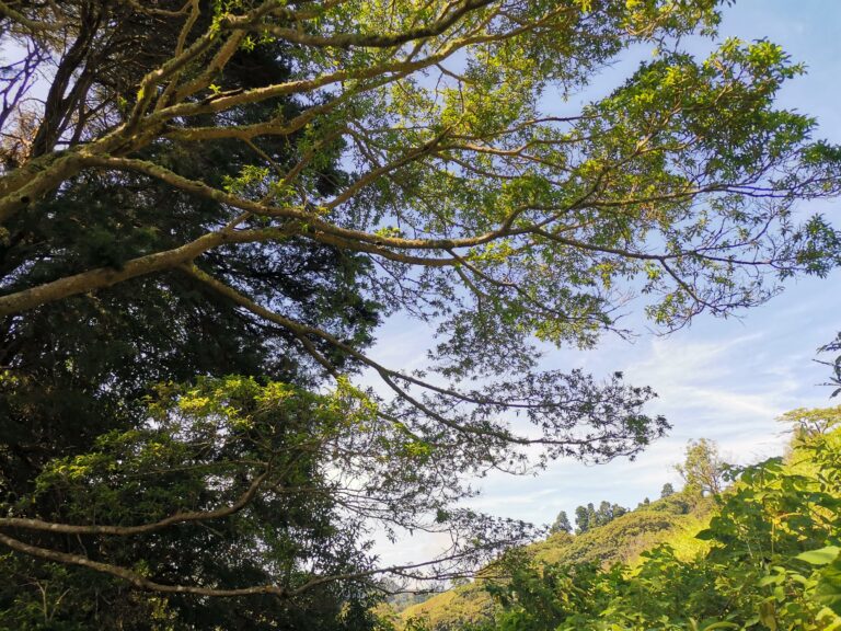 Land for Sale in Zarcero