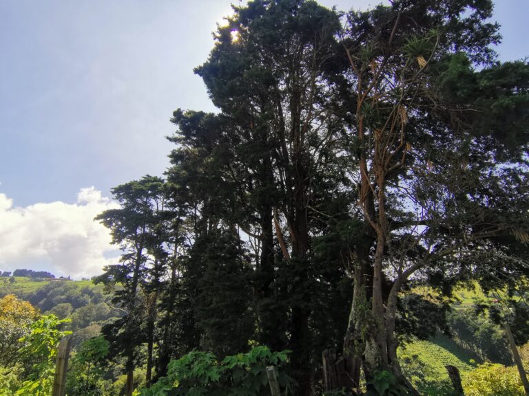 Land for Sale in Zarcero